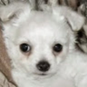 Meet your Posher, Holly